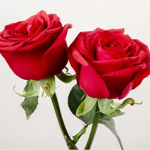 Arreglo Floral de 2 Rosas Rojas - Supermercado Paotrolado