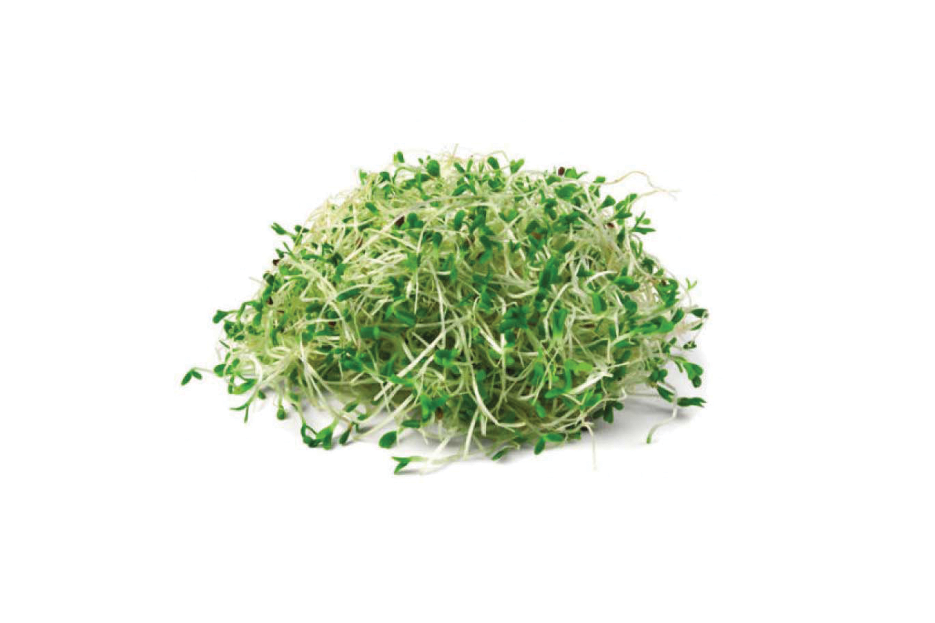 Broccoli Sprouts Купить